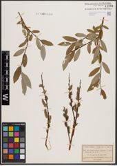 Foto von Salix daphnoides Vill. x Salix repens L.